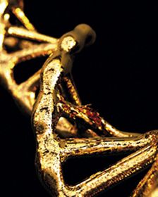 die DNA vergoldet durch Golden Skin Glamour DEYNIQUE Cosmetics